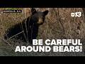Bear encounters rise in Smokies... Wildlife officials say be careful!