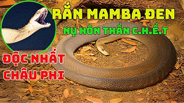 Rắn Mamba Đen Cổ Quan Tài Di Động - Loài Rắn Độc Nhất Châu Phi