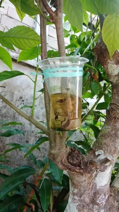 Tanaman Hias Bunga Kenanga.  mencoba mencangkok dengan media air dan bawang merah.