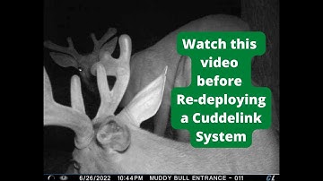 Watch This Video Before Re-Deploying Your Cuddelink System | Cuddeback Cuddelink