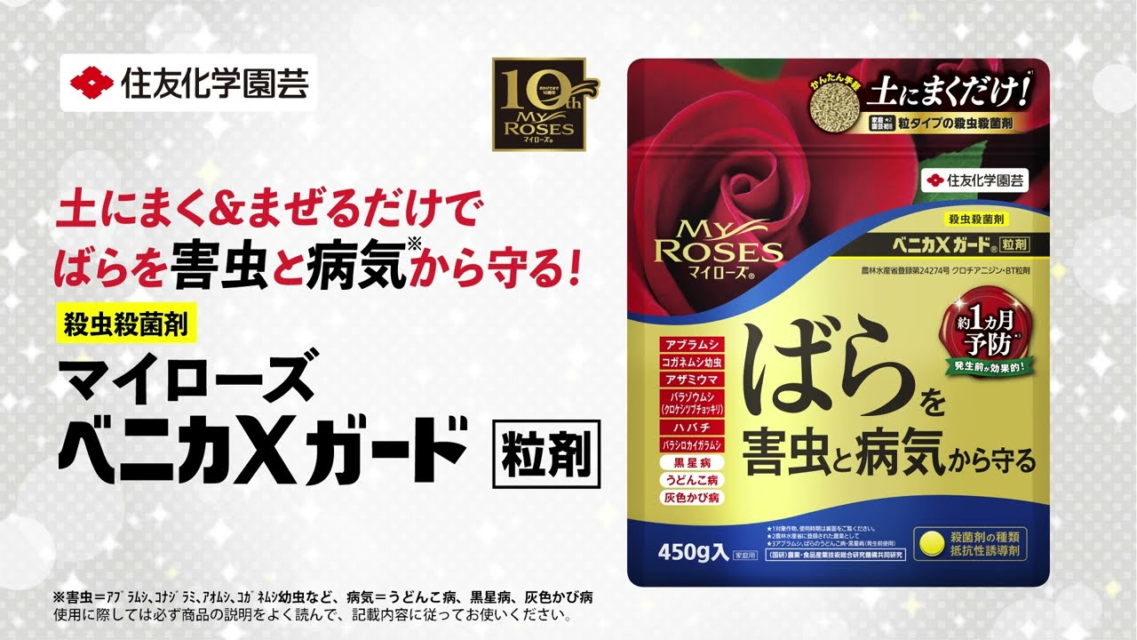 ばらを害虫と病気から守る！ マイローズベニカXガード粒剤