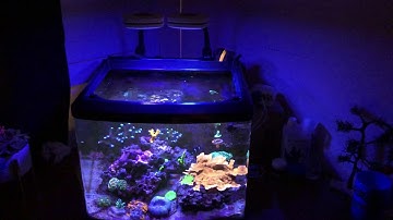 #BRStvREACTS JustAnotherNanoTank 29Gallon Oceanic BioCube HQi