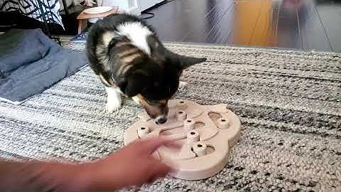 Bilbo and the Dog Hide n