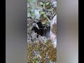 Planet Earth's Crystal Network    @5D Quantum Gardening