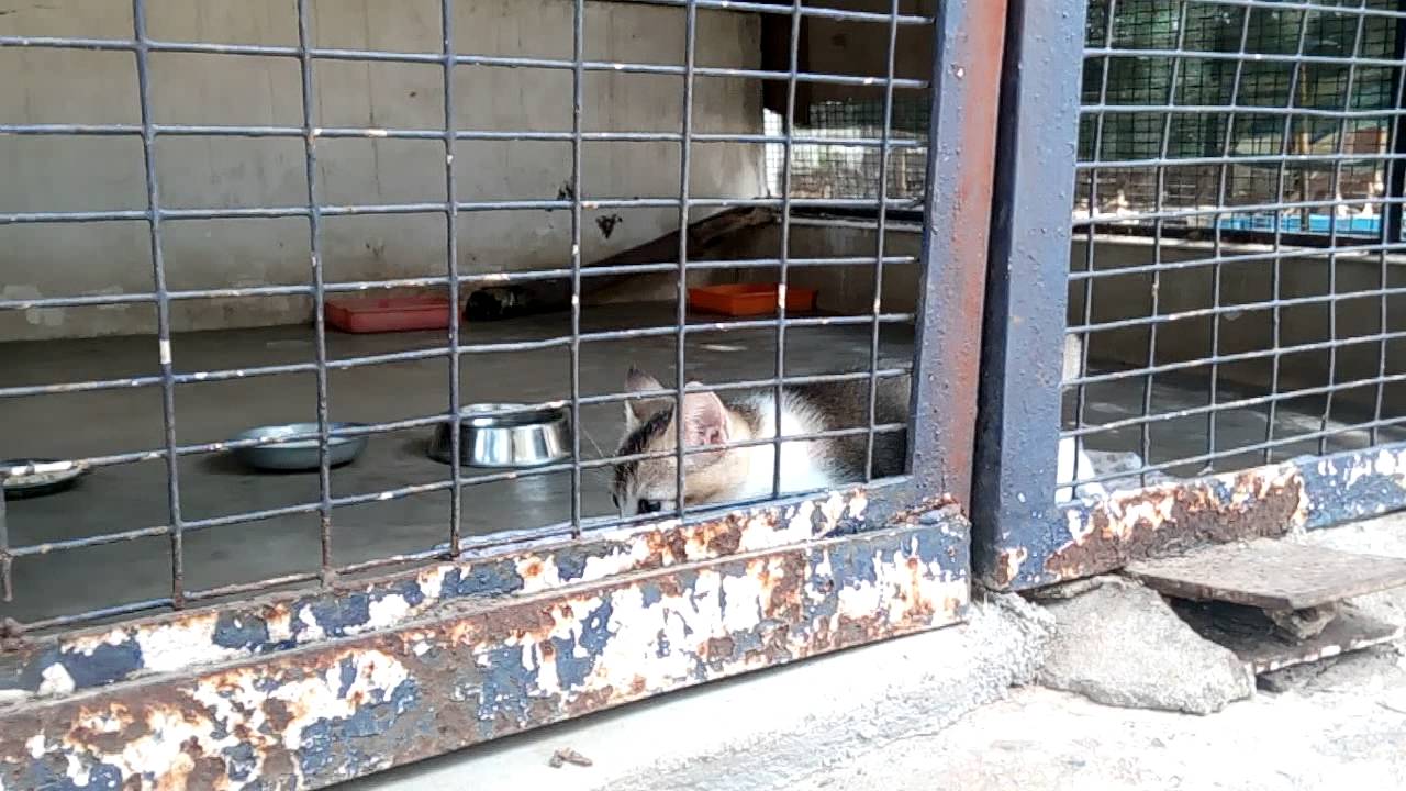 Cats In Blue Cross Chennai - YouTube