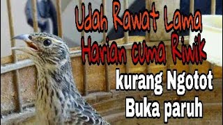 CARA MEMBUAT BRANJANGAN CEPAT NGEPLONG BUKA PARUH