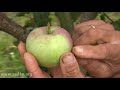 Яблоки. Как сохранить урожай? Отвечает Николай Рабушко. ©