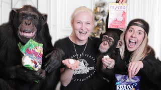 YEARLY FAVORITES WITH A CHIMPANZEE