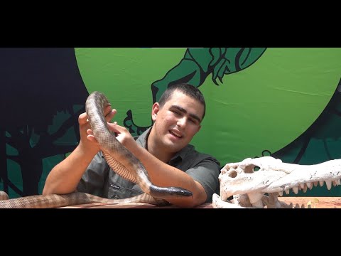 The Black Headed Python