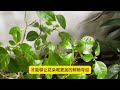立秋后养三角梅，牢记5个要点，不怕“秋老虎”开花爆盆