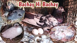 Breeding Progress Bachay Hi Bachay Ho Gay | Hashim Mahmood Pigeons 