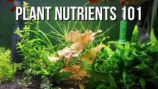 How to Fix Nutrient Deficiencies in Your Planted Aquarium