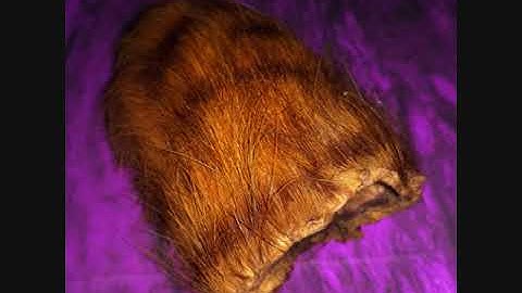 Cara Membedakan Kantong Macan Asli Dan Palsu dengan Mudah