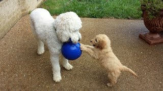 My Puppy Pal Compilation