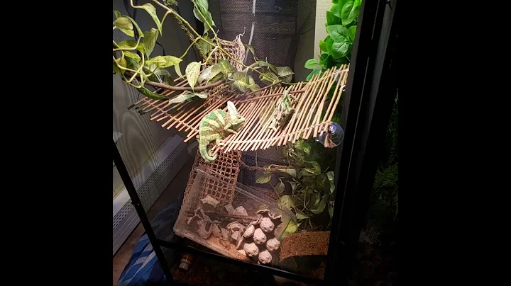 Veiled Chameleons learning to be friends.