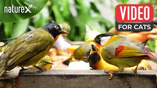 Soothing bird sounds for your pets to relax to Nature's ultimate therapy 🦜 Bird video for cats