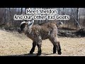 Our One Week Old Pygmy Goats - Sheldon