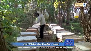 تقرير حسن المحنه  تربية النحل في محافظة كربلاء وانتاج عدة انواع من العسل الطبيعي