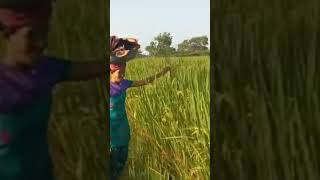 Download Lagu chal chal vevan jaldi ava# kaushik bharwad# cute desi vlog video# viral youtubeshorts MP3