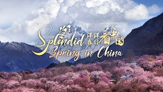 Splendid spring in China: Nature's beauty summons people outdoors