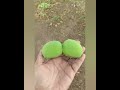 #gaon me Aandhi aane k baad sabse bada kaam 😉😅🥭#viralshort #viralvideo