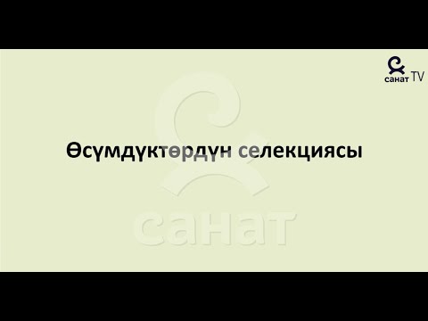 Video: Өсүмдүктөрдүн селекциясында массалык ыкма деген эмне?