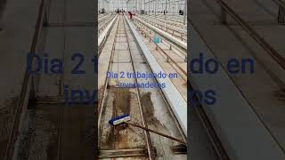 trabajando en invernaderos martes 19 de agosto 2025, trapeado 👍👍👍