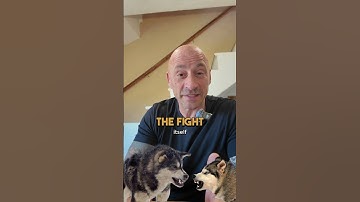 Dog-on-Dog Aggression: Handling Strategy From a Dog Trainer and Expert Behaviorist #short