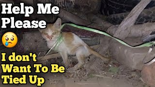 Rescue Kitten Was Tied Up & Ignored By People Who's Mother Has Died