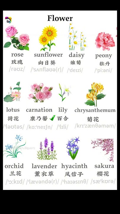 Common English words for flowers LearnEnglish YouTube