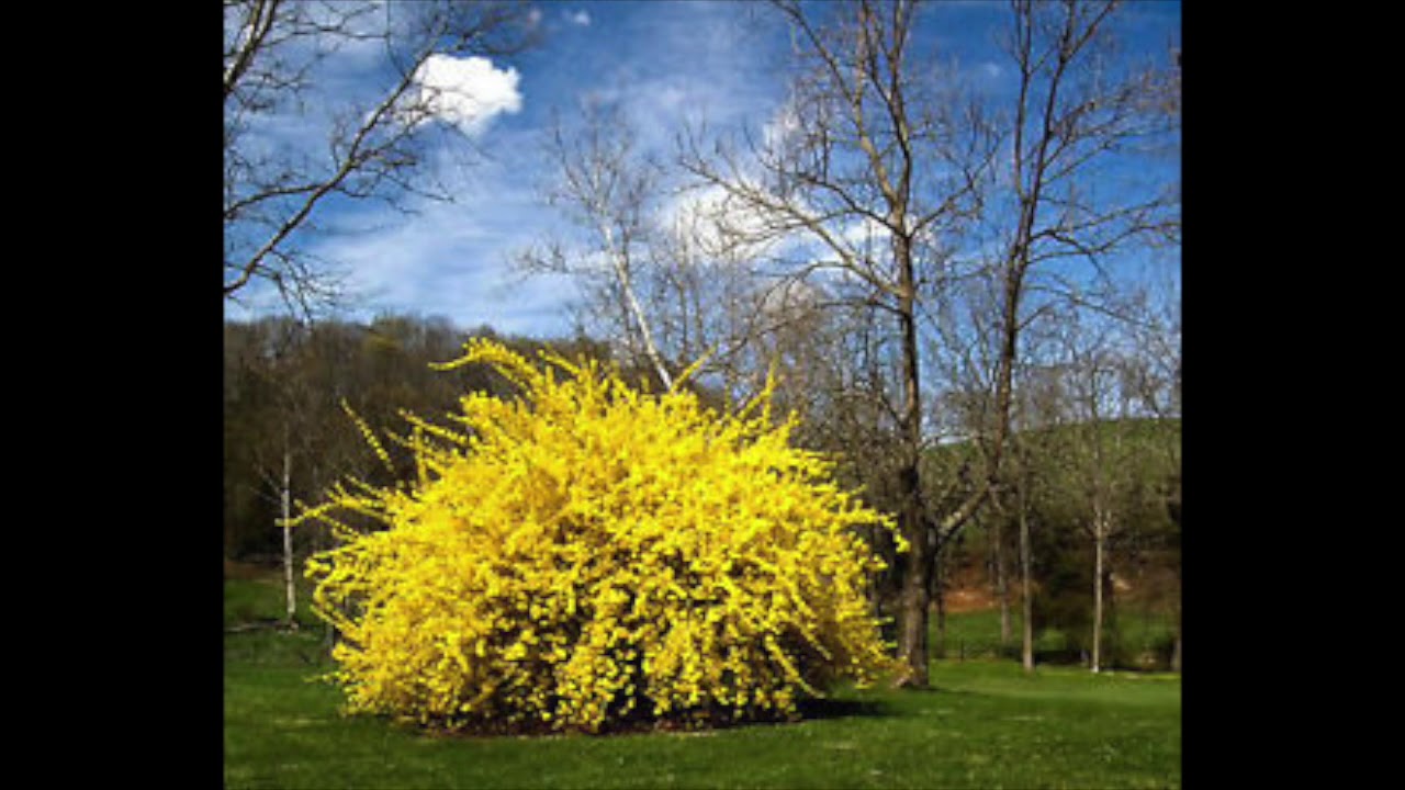 Кусты цветут весной желтым цветом. Форзиция пониклая. Форзиция (форсайтия). Желтый кустарник форзиция. Форзиция Зибольда.