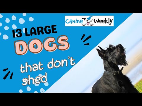 Wideo: Pięć i pół rasy dużych psów, które nie rzucają wiele