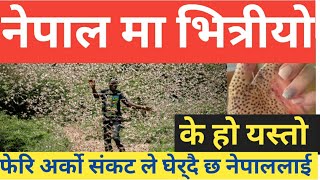 भारत मा किरा काे हमला /locusts attacks in India/ grasshoppers attack in India/locusts in nepal