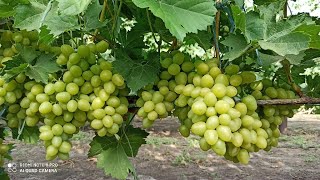 Виноград 2020 (серпень) Врожай винограду в доволі не простому по погодних умовах 2020 році