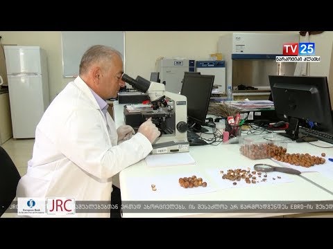 როგორია აზიური ფაროსანას გავლენა თხილის მოსავლის ხარისხზე