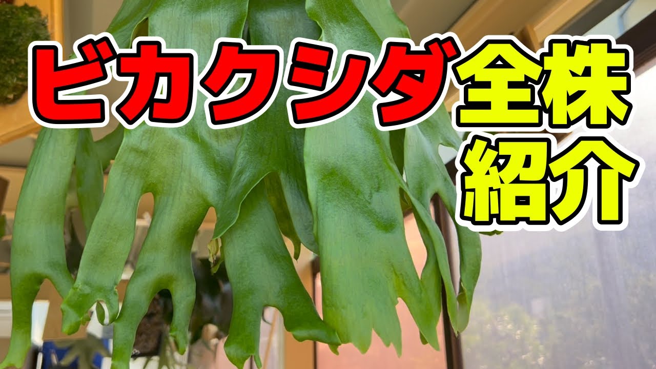 【かずや】ビカクシダ3種(4株) ?media_id=3416282675990710919