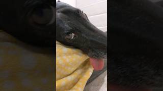 Lily and her tongue problem #greyhound #dog #funny #doglovers #funnypets