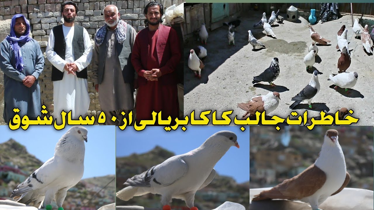 چوچه گیری در چهار فصل سال /  کفتر بازی با کاکا بریالی و ۵۰ سال از شوق