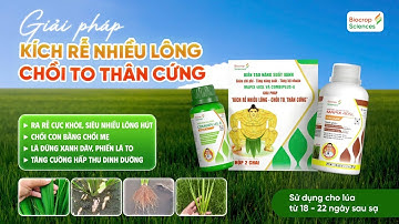 KÍCH RỄ NHIỀU LÔNG - CHỒI TO THÂN CỨNG - GIẢI PHÁP HIỆU QUẢ CHO LÚA GIAI ĐOẠN ĐẺ NHÁNH