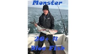 MONSTER Gorilla Bluefish in Far Rockaway , NY 10/29/16