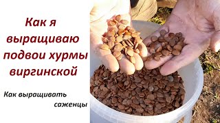 Выращиваем подвои хурмы Ч1