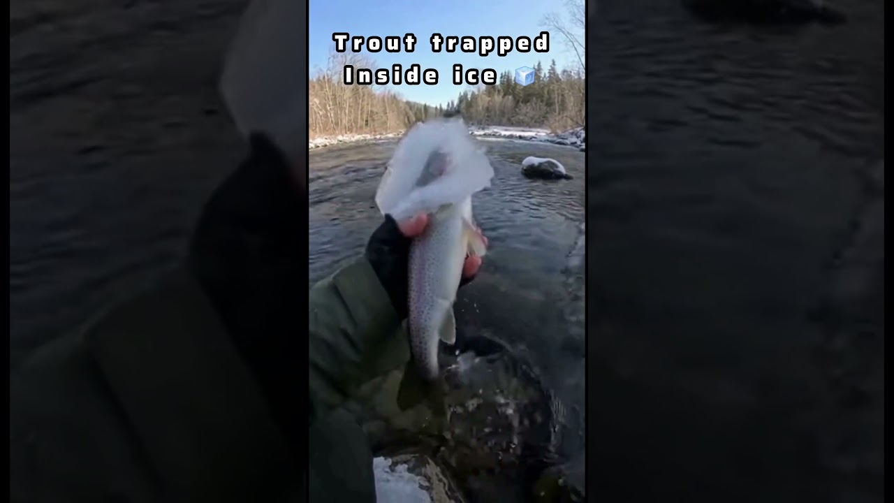 👀 Crazy! 😱 Do Fish Actually Freeze?