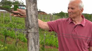 Jásdi Pince És Borterasz - Best Of Balaton