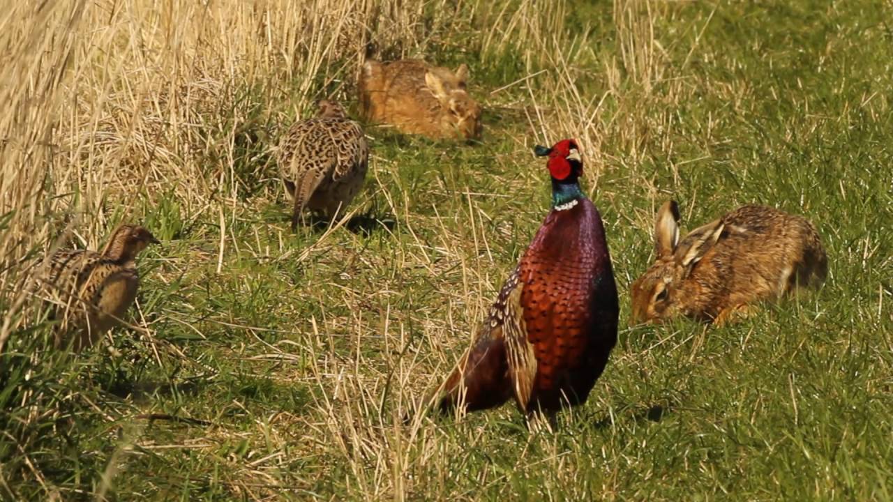 Watch This Pheasant Cock Show a Hare Buck How It's Done | Discover Wildlife | Robert E Fuller
