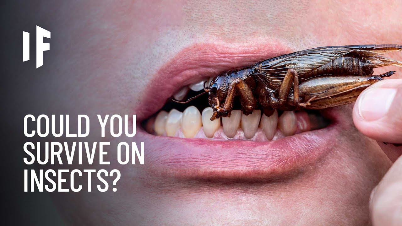 What If You Only Ate Insects for the Rest of Your Life?