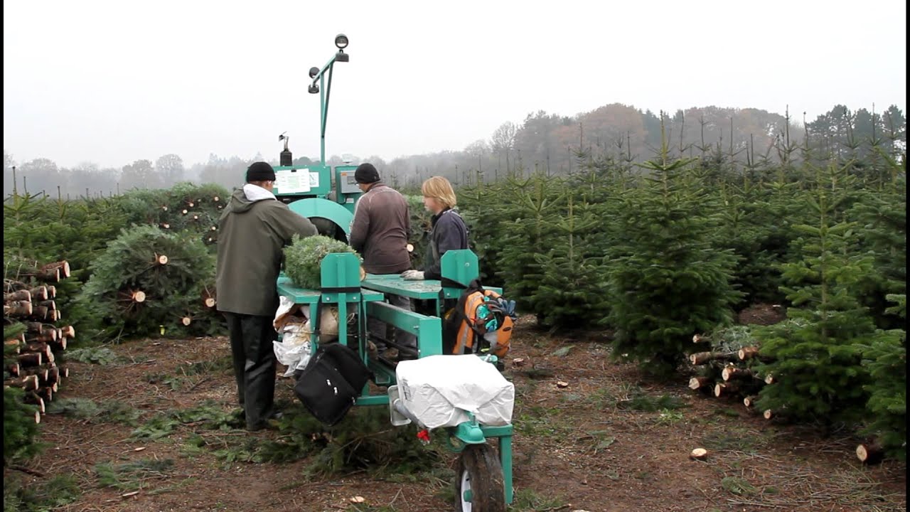 Baling Christmas Trees In Denmark Baling Christmas Trees In Denmark