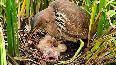 Mother Bird Defeats Black Ants Around Nest To Protect Her Babies
