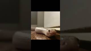 My pet snake 🥰🥰🥰😘😘😍😍❤️❤️❤️✨✨✨✨✨