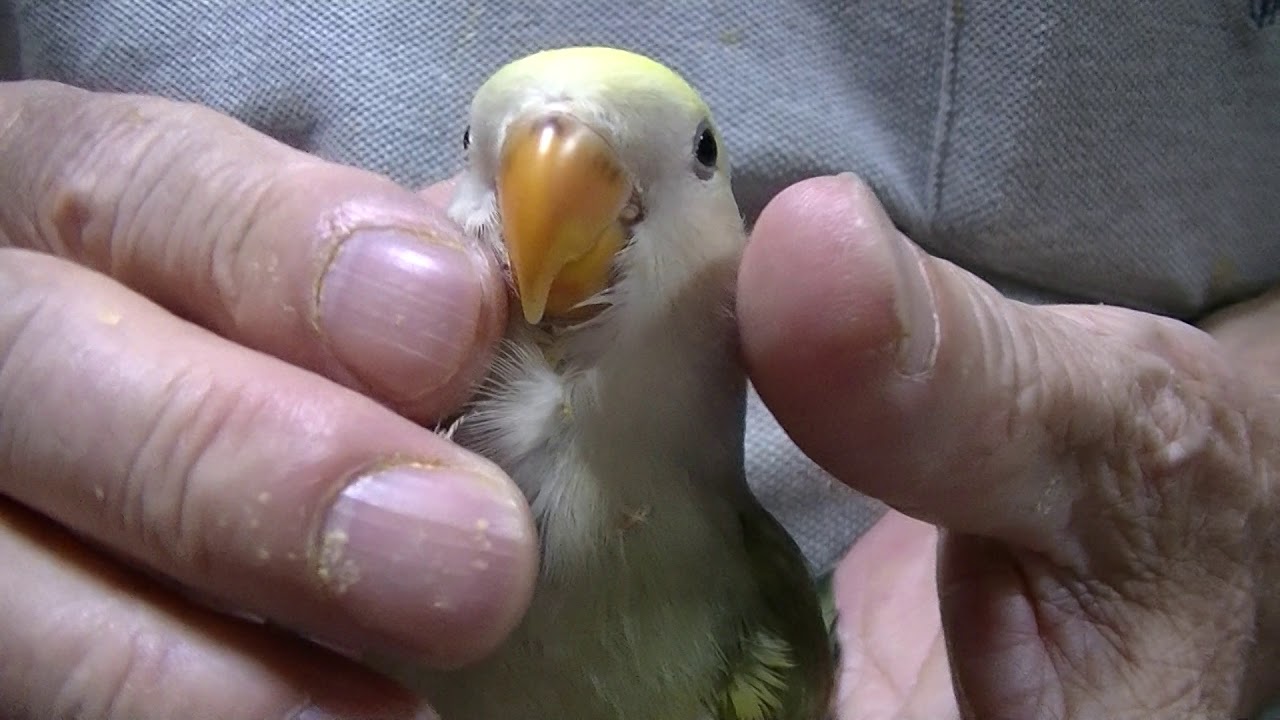 気持ちよいコザクラインコのカキカキのやり方 福岡手乗りインコ小鳥販売店ペットショップミッキン 手乗りインコ 手乗りオウム 手乗りフクロウ 手乗り小鳥の専門店 気持ちよいコザクラインコのカキカキのやり方 福岡手乗りインコ小鳥販売店ペットショップミッキン 手乗りインコ 手乗りオウム 手乗りフクロウ 手乗り小鳥の専門店