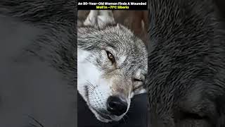 An 80-Year-Old Woman Finds a Wounded Wolf in –71°C Siberia #wolf #wolfrescue #animalrescue